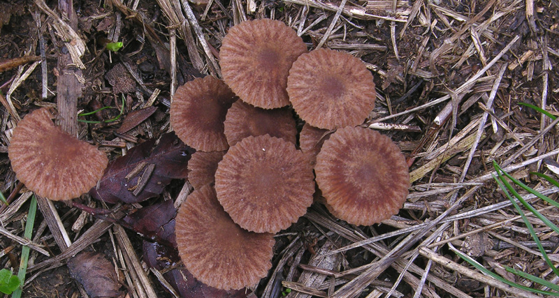 Psilocybe da determinare.